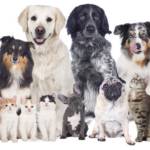 NOS ANIMAUX DE COMPAGNIE Profile Picture