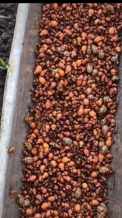 ЕКОЛОГІЧНИЙ ПРОДУКТ - YouTube