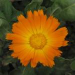 Nathalie M Profile Picture