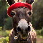 Pilou Profile Picture